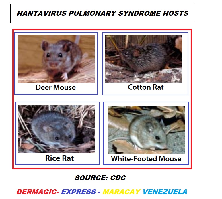 Ratas y ratones reservorios de HantaVirus
