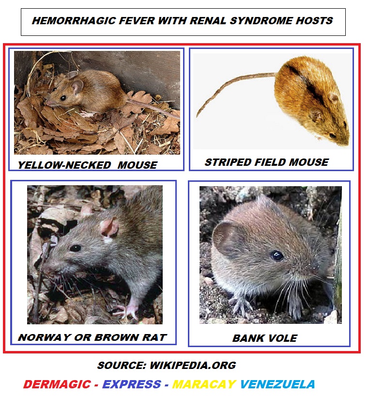 Ratones, reservorios del HantaVirus
