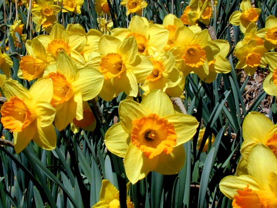 Close-up of a field of yellow and orange daffodil