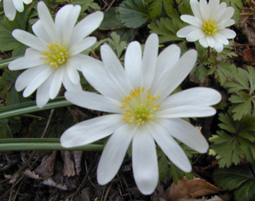 A close-up of a trio of white windflowers