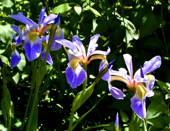 Three Blue Iris with bright yellow patches on their pedals