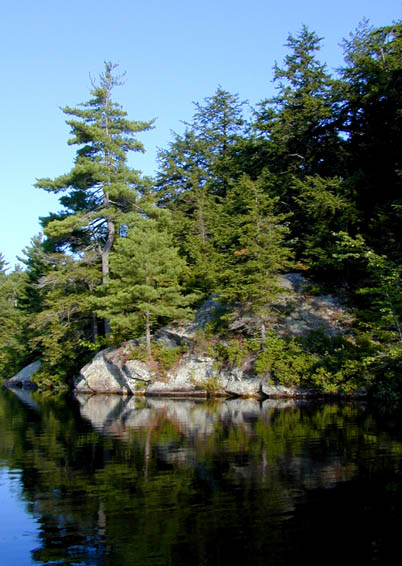  A rocky point on a lake in New Hampshire that is covered with pine trees and relected in the water