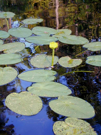 Water Lilies and a yellow flower in the middle of the pads and the sky reflected in the water.