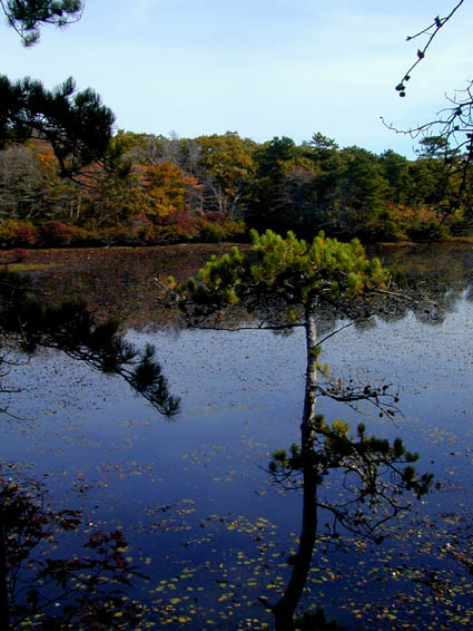 Looking out over a pond in the Cape Cod National Seashore in the Fall
