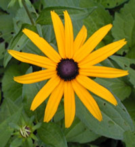 A Black Eyed Susan against the green foliage
