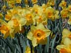 Daffodil Festival, Merdien CT.- May 2000