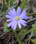 Blue Windflowers - May 2000