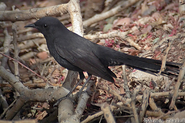Black BushRobin