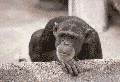 ape.gif (34779 bytes)