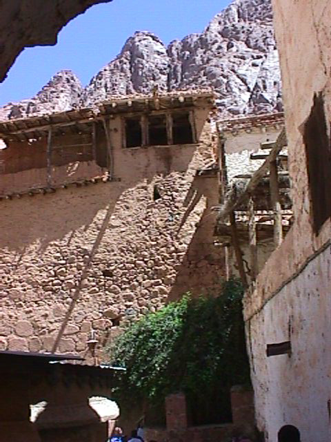 Bush that tradition holds to be the burning bush seen by Moses - or its descendant - in St. Catherine's Monastery on Mt. Sinai.