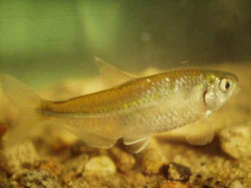 Bryconamericus iheringi