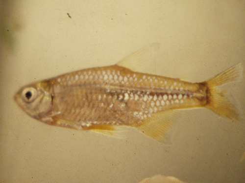 Cheirodon interruptus