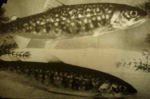 Salvelinus fontinalis
