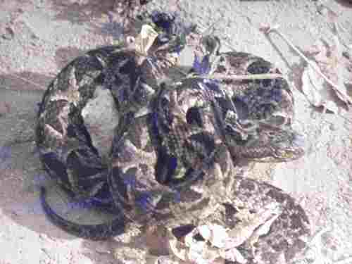 Bothrops neuwiedi diporus
