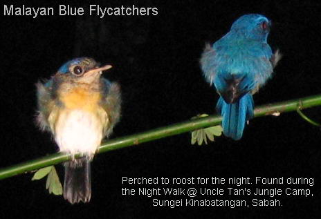Malaysian Blue Flycatcher