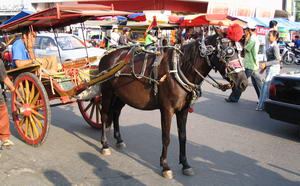 horses ply the road alongside modern vehicles