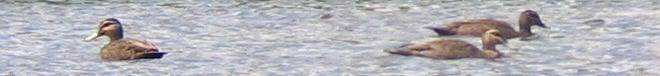 pacific black ducks