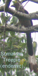 Sumatran Treepie