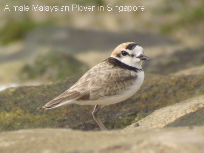 Malaysian Plover