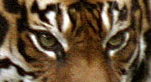 Sumatran Tiger's Eyes