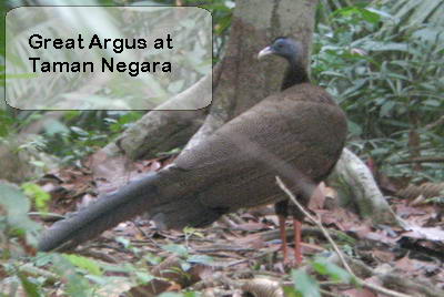 Great Argus Phesant at Taman Negara