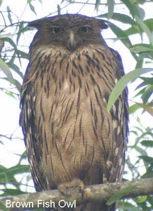 owl