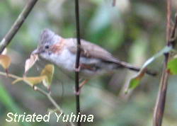 striated yuhina