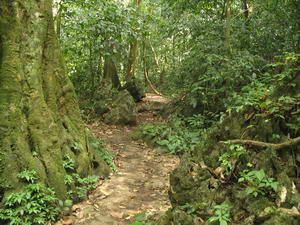 forest trails