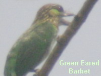 Green Eared Barbet