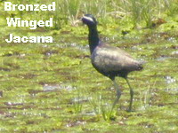 bronzed winged jacana
