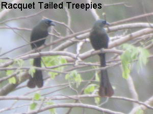 Racquet Tailed Treepie