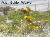 weaver