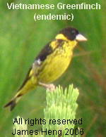 endemic Vietnamese Greenfinch