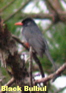 black bulbul