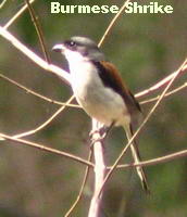 Burmese Shrike