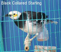 Black Collared Starling5