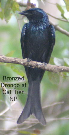 Bronzed Drongo