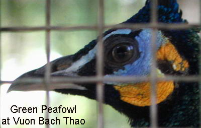 peafowl