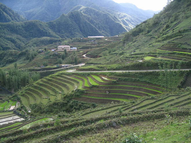 rice fields at Cat Cat village