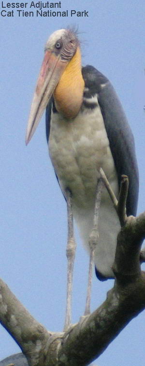 Lesser Adjutant