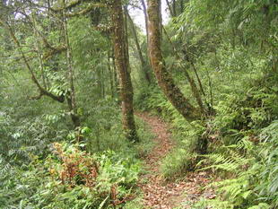 forest