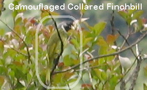 hidden collared finchbill