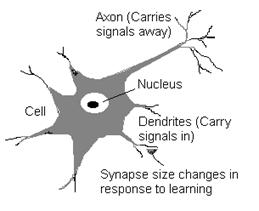 Neuron.gif (3610 bytes)