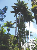 Royal Palms