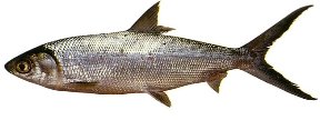 bangus