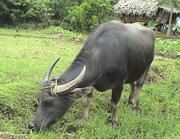 carabao