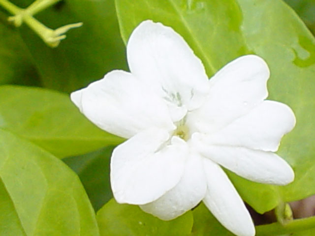 sampaguita
