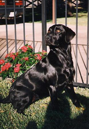 Champ's Girlfriend: Molly