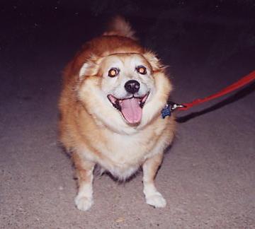 Brownie: The Sweetheart