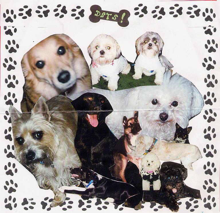 Who let the dogs out?!